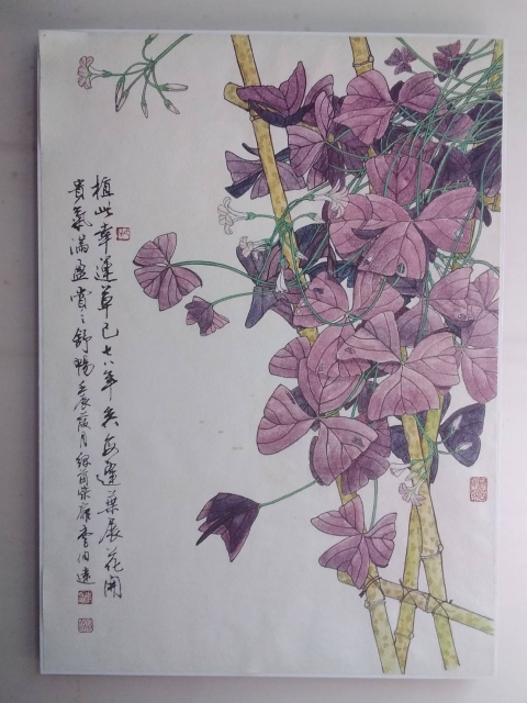 幸運草